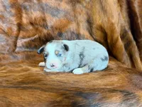 Ace, a male Miniature Australian Shepherd for sale in Sarcoxie, MO – 9 of 10