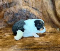 Lady, a female Pembroke Welsh Corgi and Toy Australian Shepherd for sale in Sarcoxie, MO – 2 of 9