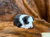 Reba, a female Miniature Australian Shepherd for sale in Sarcoxie, MO – 4 of 9