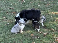 Hank, a male Miniature Australian Shepherd for sale in Sarcoxie, MO – 9 of 9