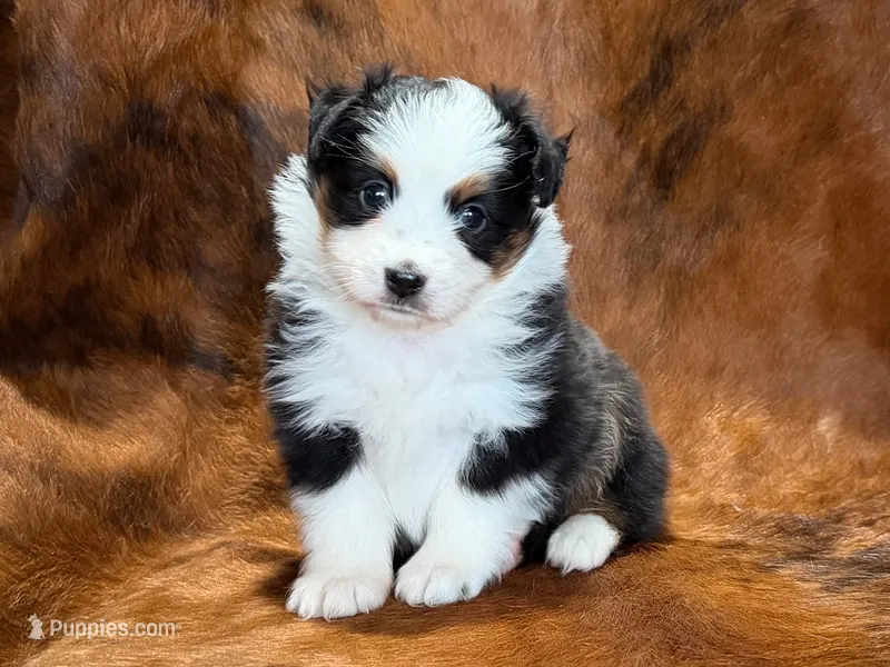 Reba – Miniature Australian Shepherd, Toy Australian Shepherd puppy for sale in Sarcoxie, MO