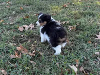 Chip, a male Miniature Australian Shepherd and Toy Australian Shepherd for sale in Sarcoxie, MO – 7 of 10