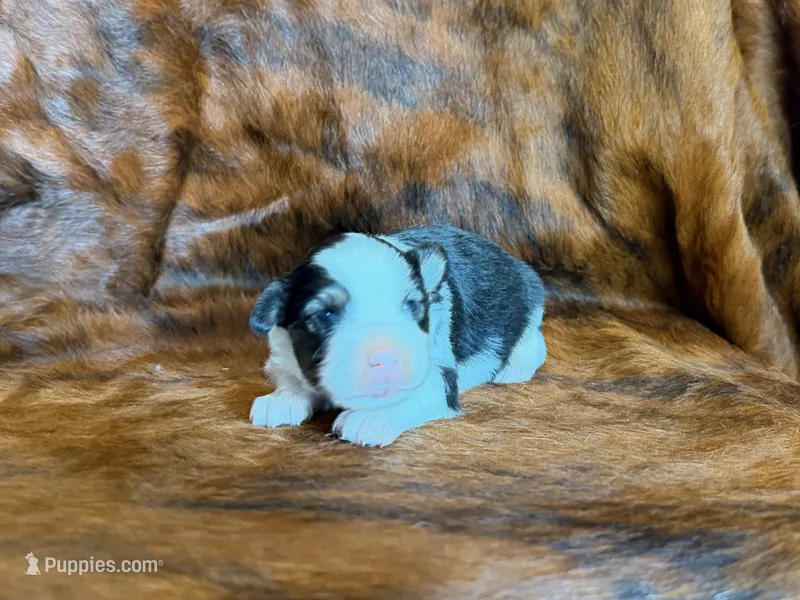 Lucky – Miniature Australian Shepherd puppy for sale in Sarcoxie, MO