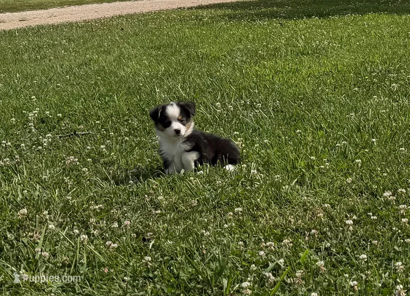 Prince – Pembroke Welsh Corgi, Toy Australian Shepherd puppy for sale in Sarcoxie, MO