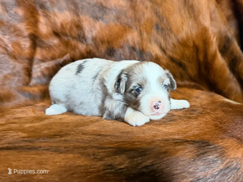 Hank – Miniature Australian Shepherd puppy for sale in Sarcoxie, MO