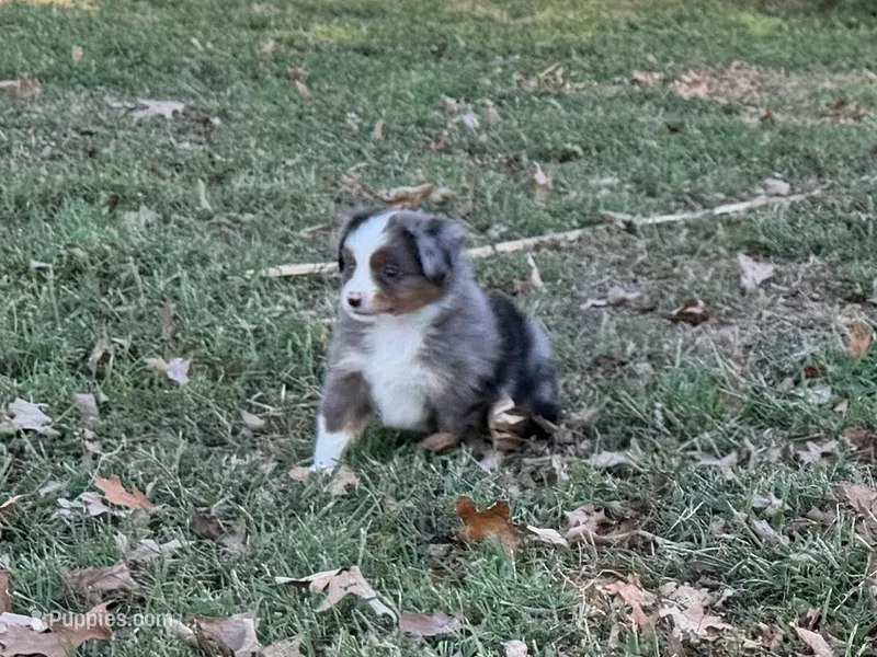 Tiger – Miniature Australian Shepherd, Toy Australian Shepherd puppy for sale in Sarcoxie, MO