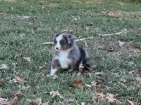 Tiger, a male Miniature Australian Shepherd and Toy Australian Shepherd for sale in Sarcoxie, MO – 1 of 10
