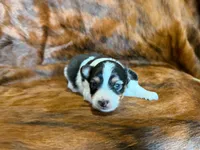 Chip, a male Miniature Australian Shepherd for sale in Sarcoxie, MO – 8 of 9