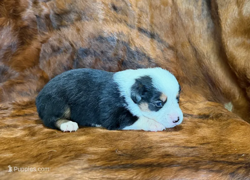 Ranger – Pembroke Welsh Corgi, Toy Australian Shepherd puppy for sale in Sarcoxie, MO