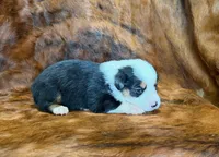 Ranger, a male Pembroke Welsh Corgi and Toy Australian Shepherd for sale in Sarcoxie, MO – 1 of 9