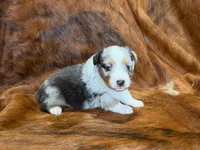 Cowboy, a  Miniature Australian Shepherd for sale in Sarcoxie, MO – 5 of 10