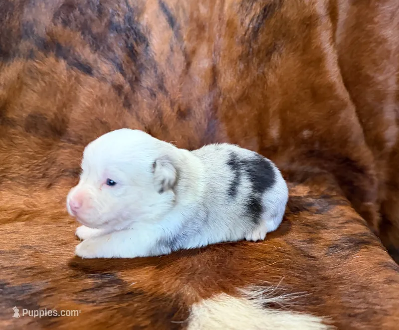 Pearl – Pembroke Welsh Corgi, Toy Australian Shepherd puppy for sale in Sarcoxie, MO