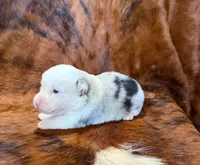 Pearl, a female Pembroke Welsh Corgi and Toy Australian Shepherd for sale in Sarcoxie, MO – 1 of 8