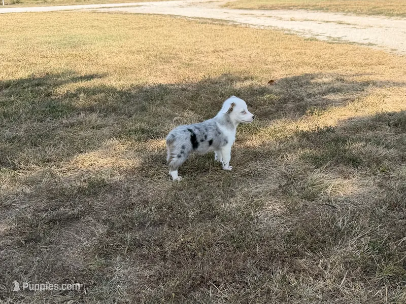 Jazz – Pembroke Welsh Corgi, Toy Australian Shepherd puppy for sale in Sarcoxie, MO