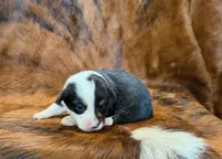 Buddy, a male Pembroke Welsh Corgi and Toy Australian Shepherd for sale in Sarcoxie, MO – 2 of 9