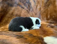 Rocky, a male Pembroke Welsh Corgi and Toy Australian Shepherd for sale in Sarcoxie, MO – 2 of 6