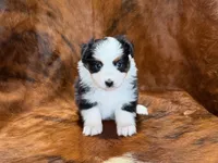 Reba, a female Miniature Australian Shepherd and Toy Australian Shepherd for sale in Sarcoxie, MO – 6 of 10
