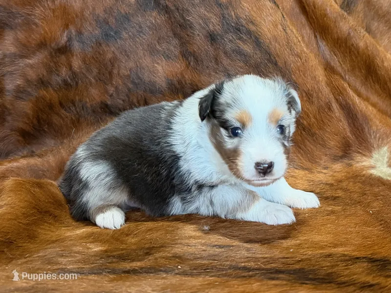 Cowboy – Miniature Australian Shepherd puppy for sale in Sarcoxie, MO