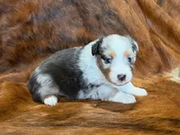 Cowboy, a  Miniature Australian Shepherd for sale in Sarcoxie, MO – 1 of 10