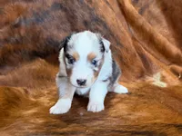 Cowboy, a  Miniature Australian Shepherd for sale in Sarcoxie, MO – 6 of 10