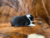 Prince, a male Pembroke Welsh Corgi and Toy Australian Shepherd for sale in Sarcoxie, MO – 2 of 10