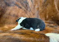 Luna, a female Pembroke Welsh Corgi and Toy Australian Shepherd for sale in Sarcoxie, MO – 3 of 9