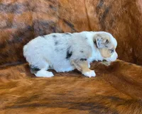 River, a female Pembroke Welsh Corgi and Toy Australian Shepherd for sale in Sarcoxie, MO – Photo 4 of 10