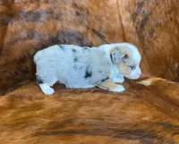 River, a female Pembroke Welsh Corgi and Toy Australian Shepherd for sale in Sarcoxie, MO – Photo 10 of 10