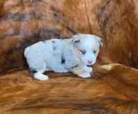 River, a female Pembroke Welsh Corgi and Toy Australian Shepherd for sale in Sarcoxie, MO – Photo 9 of 10