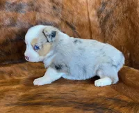 River, a female Pembroke Welsh Corgi and Toy Australian Shepherd for sale in Sarcoxie, MO – Photo 7 of 10