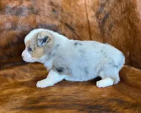 River, a female Pembroke Welsh Corgi and Toy Australian Shepherd for sale in Sarcoxie, MO – Photo 6 of 10