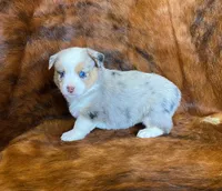 River, a female Pembroke Welsh Corgi and Toy Australian Shepherd for sale in Sarcoxie, MO – Photo 1 of 10