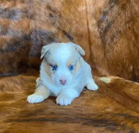 River, a female Pembroke Welsh Corgi and Toy Australian Shepherd for sale in Sarcoxie, MO – Photo 2 of 10