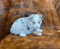 River, a female Pembroke Welsh Corgi and Toy Australian Shepherd for sale in Sarcoxie, MO – Photo 5 of 10