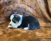 Lady, a female Pembroke Welsh Corgi and Toy Australian Shepherd for sale in Sarcoxie, MO – 8 of 9