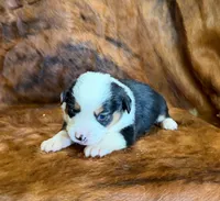Ranger, a male Pembroke Welsh Corgi and Toy Australian Shepherd for sale in Sarcoxie, MO – 5 of 9