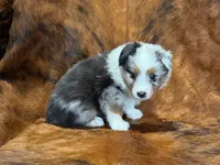 Cowboy, a male Miniature Australian Shepherd and Toy Australian Shepherd for sale in Sarcoxie, MO – 2 of 10