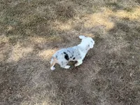 Jazz, a male Pembroke Welsh Corgi and Toy Australian Shepherd for sale in Sarcoxie, MO – 7 of 10
