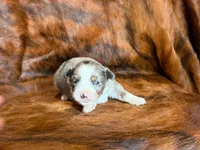 Ace, a male Miniature Australian Shepherd for sale in Sarcoxie, MO – 10 of 10