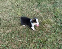 Prince, a male Pembroke Welsh Corgi and Toy Australian Shepherd for sale in Sarcoxie, MO – 6 of 10