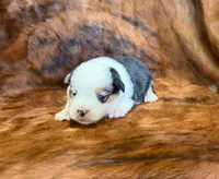 Leo, a male Pembroke Welsh Corgi and Toy Australian Shepherd for sale in Sarcoxie, MO – 4 of 6