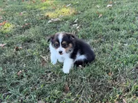 Chip, a male Miniature Australian Shepherd and Toy Australian Shepherd for sale in Sarcoxie, MO – 8 of 10