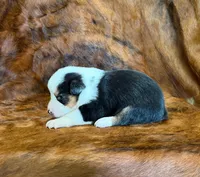 Ranger, a male Pembroke Welsh Corgi and Toy Australian Shepherd for sale in Sarcoxie, MO – 4 of 9
