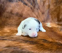 Pearl, a female Pembroke Welsh Corgi and Toy Australian Shepherd for sale in Sarcoxie, MO – 2 of 8