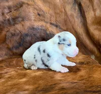 Bella, a female Pembroke Welsh Corgi and Toy Australian Shepherd for sale in Sarcoxie, MO – 5 of 8