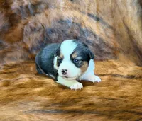 Lady, a female Pembroke Welsh Corgi and Toy Australian Shepherd for sale in Sarcoxie, MO – 5 of 9