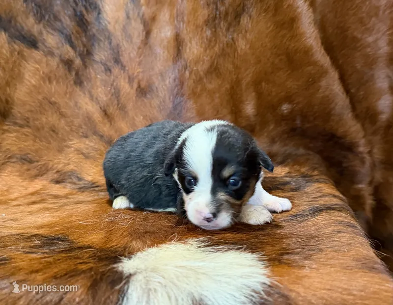 Buddy – Pembroke Welsh Corgi, Toy Australian Shepherd puppy for sale in Sarcoxie, MO