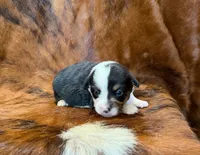 Buddy, a male Pembroke Welsh Corgi and Toy Australian Shepherd for sale in Sarcoxie, MO – 1 of 9