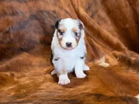 Cowboy, a  Miniature Australian Shepherd for sale in Sarcoxie, MO – 10 of 10