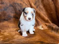 Cowboy, a  Miniature Australian Shepherd for sale in Sarcoxie, MO – 8 of 10